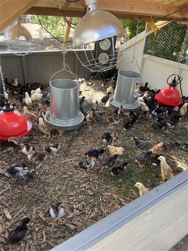 blended batch of broilers in the brooder