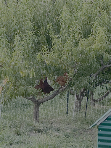 New Hampshire Reds creepin' on their stoops