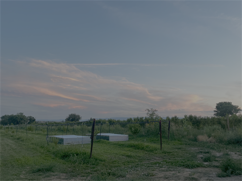 chicken tractors against a pastel sky