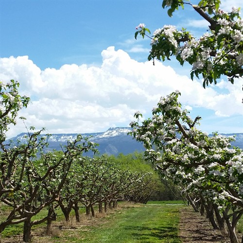 Springtime Apple Blossoms