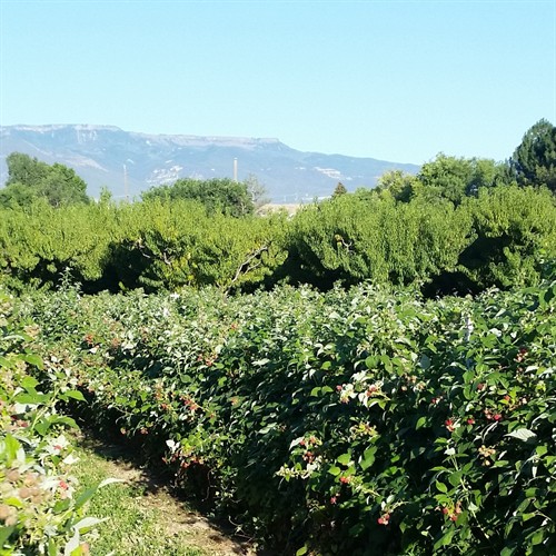 PBF Raspberry Shrubs