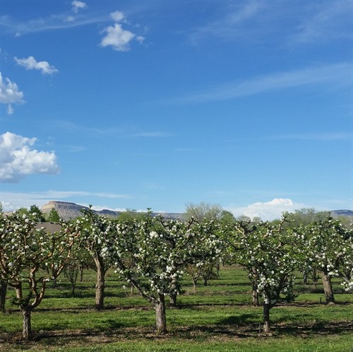 View of Mt Garfield from Pear Blossom Farms