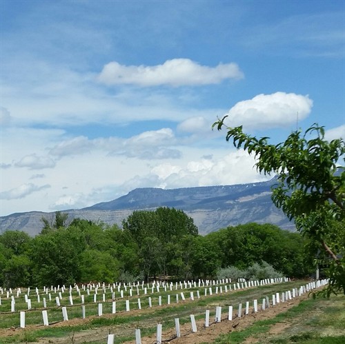Newly Planted Peach Trees at Pear Blossom Farms