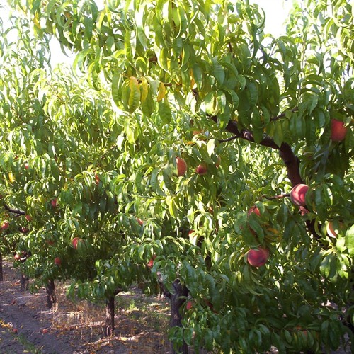 PBF Peaches at Harvest Time