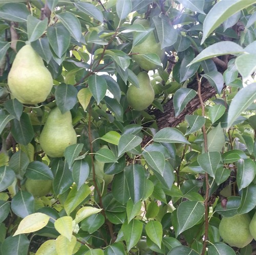 PBF Pears at Harvest Time
