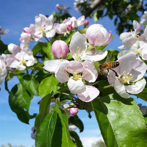 Springtime Honey Bees