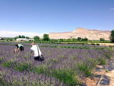 Enjoying fields of lavender