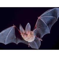 Bats of Texas