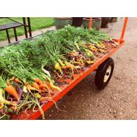 Fall Vegetable Gardening with Sean Burow