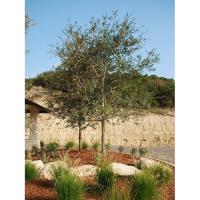 Tree Planting and Care 101 at Spring Creek Gardens