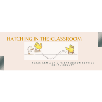 Library Chicks: Hatching Basics and First Egg Candling