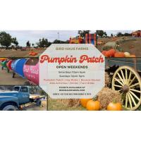 3rd Annual Pumpkin Patch with Bird Haus Farms