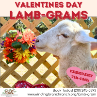 Valentines Day Lamb-Grams