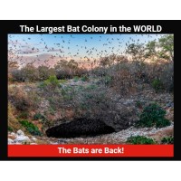 See The BAT FLIGHT at Natural Bridge Caverns