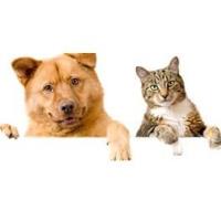 Animal Rescue Connections Donation Drive
