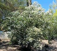 South Texas Growers, Inc.