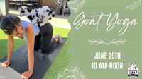 GOAT YOGA @ Screaming Goat Yard and Tap!