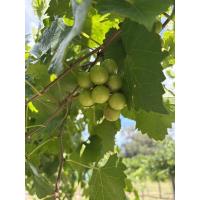 Grapes In The Garden: A Muscadine Field Day