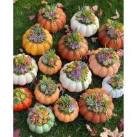 Sea glass Sanderson Sisters Tree-o & pumpkin succulents