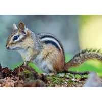 Nature Explorers: Critter Chronicles