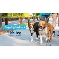 Dog Adoptions on the Patio
