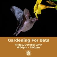 Gardening For Bats & Bat Watch