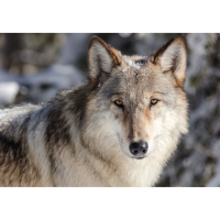 Wolves of Yellowstone