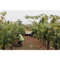 Harvest in Napa: How Brix Levels Guide Winemakers | ONEHOPE