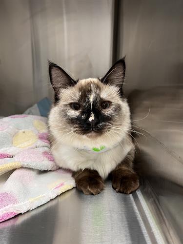 Sweet cat at Veterinary Urgent Care of the Desert