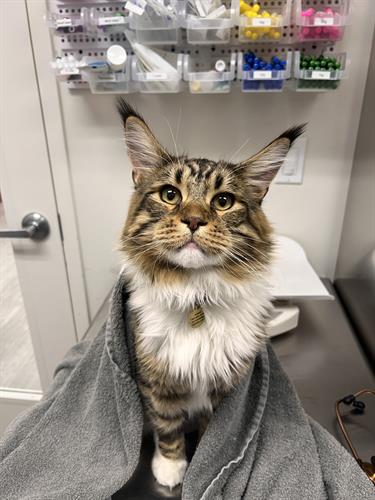 Sweet maine coon cat at Veterinary Urgent Care of the Desert