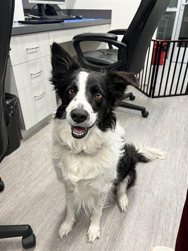 Dr. Rioux's faithful companion dog, Addy