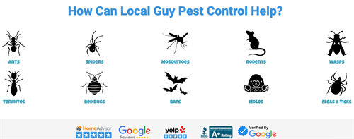 Pests - Local Guy Pest Control