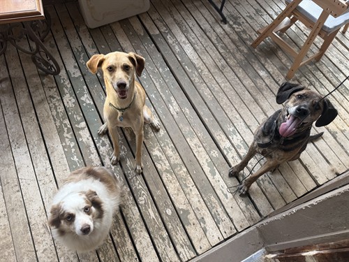 Did anyone say dinner time? | Noble Dog Training