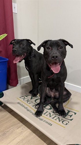 Clients dogs in place on a Noble Dog Training Cot | Noble Dog Training