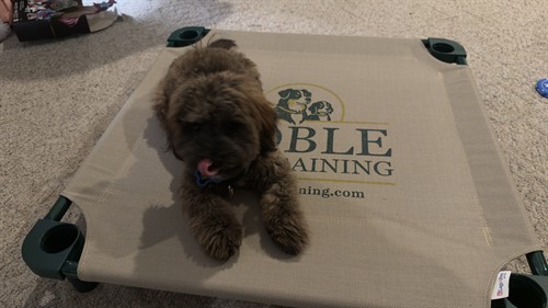 Client Puppy in training | Noble Dog Training