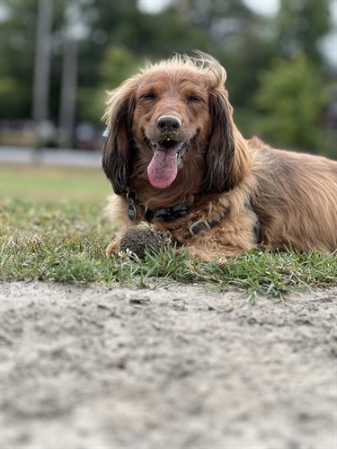 Playing a game of fetch | Noble Dog Training