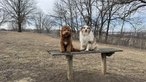 Beautiful day at the dog park | Noble Dog Training
