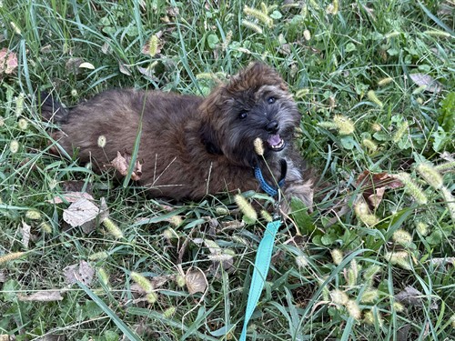 Living the dream outdoors | Noble Dog Training