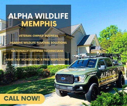 Alpha Wildlife Memphis