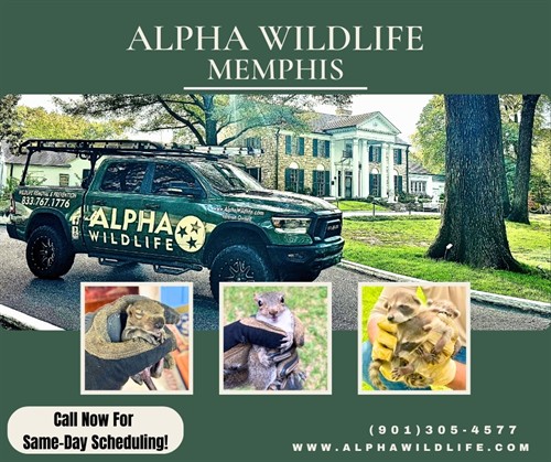 Alpha Wildlife Memphis services
