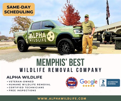 Memphis' Best Wildlife Removal - photo