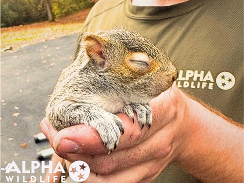 Humane squirrel removal photo