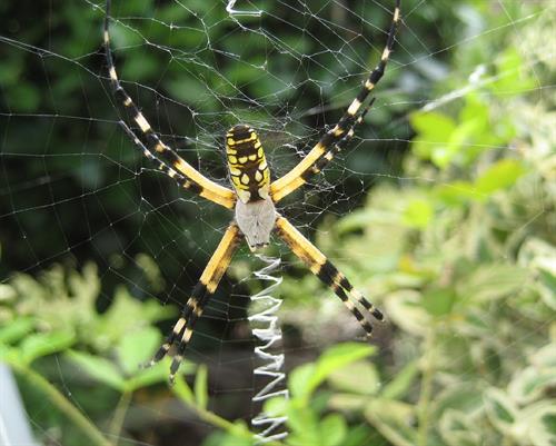 PEST -GARDEN SPIDER