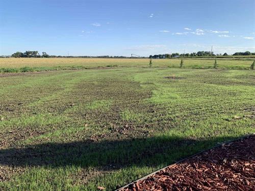 Sprouts showing 7 days post application