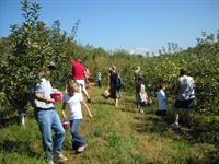 Picking apples in the apple orchard at the Red Apple Barn