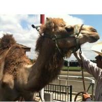 First Road Trip Event - The Camel and Ostrich Derby