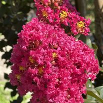 Crape Myrtles Trees bloom all summer.  Variety of colors including whites, reds, pinks, and purples.
