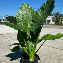 Upright Elephant Ear adds a tropical look to your landscape.