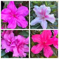 Encore azaleas tolerate the sun and bloom up to 3 times each season!  Traditional azaleas like more shade and only bloom in the spring.