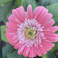 Gerber Daisies come in a variety of colors including pink, yellow, orange and red.
